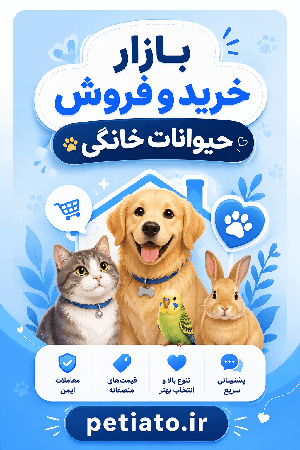 پتیاتو